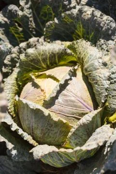 Fresh cabbage grows on a small organic farm Stock Photos