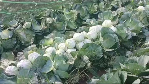 Fresh Cabbage Harvest Arranged in Rows on Rural Farm Field at Morning Vídeos de archivo 335883872