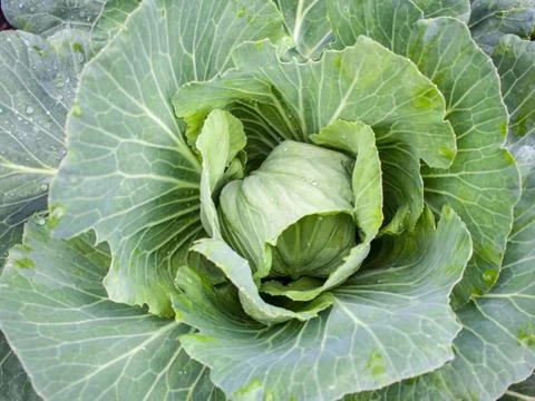 Fresh cabbage head. Close-up. Stock Photos