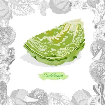 Fresh cabbage illustration on white background. Vector image Ilustración de archivo
