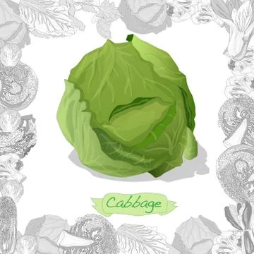 Fresh cabbage illustration on white background. Vector image Stock Illustration