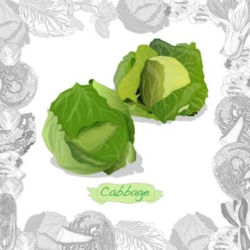 Fresh cabbage illustration on white background. Vector image Stock Illustration