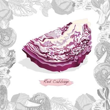 Fresh cabbage illustration on white background. Vector image Stock Illustration