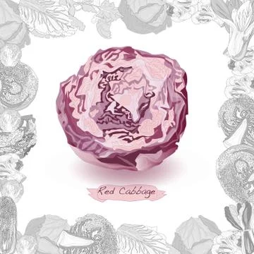 Fresh cabbage illustration on white background. Vector image Stock Illustration
