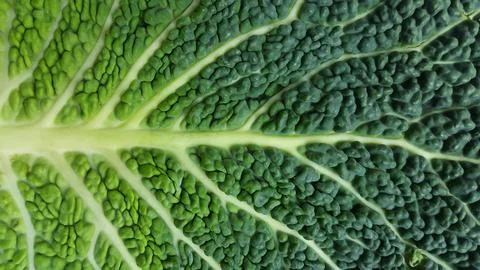 Fresh cabbage leaf, cabbage texture, macro shot Stock Photos