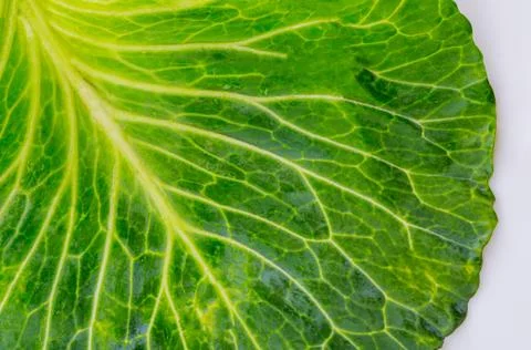 Fresh cabbage leaf on white background. Stock Photos