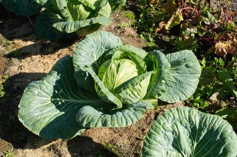 Fresh Cabbage Patch in Sunny Vegetable Garden Stock Photos