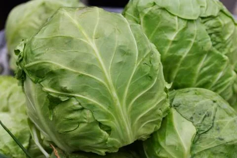 Fresh cabbage Stock Photos