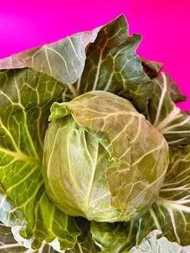 Fresh cabbage Stock Photos