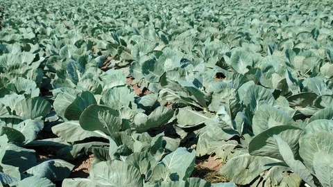 Fresh cabbage plantation Video stock 93038653