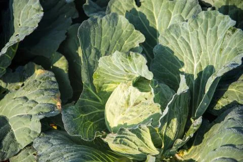 Fresh cabbage from top view Stock Photos