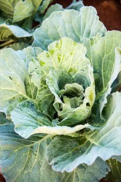 Fresh cabbage from top view Stock Photos