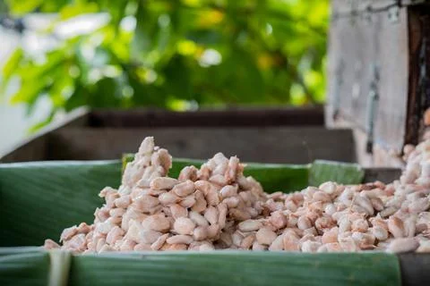 Fresh cacao beans fermentation process in a wood container. Stock Photos