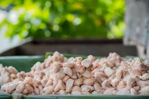 Fresh cacao beans fermentation process in a wood container. Stock Photos
