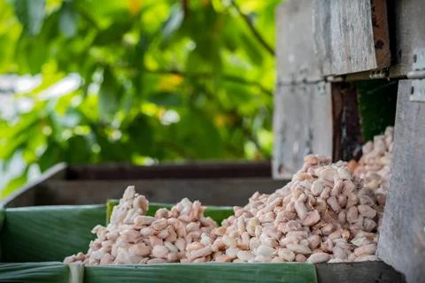 Fresh cacao beans fermentation process in a wood container. Foto stock
