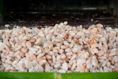 Fresh cacao beans fermentation process in a wood container. Stock Photos