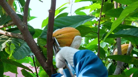 Fresh cacao pod cut exposing cocoa seeds. with a cocoa plant Stock Footage 153257869