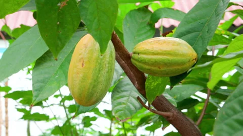 Fresh cacao pod cut exposing cocoa seeds. with a cocoa plant Stock Footage 153258050
