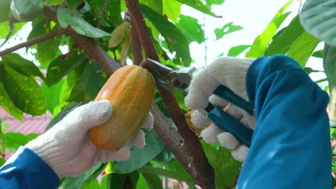 Fresh cacao pod cut exposing cocoa seeds. with a cocoa plant Stock Footage 153258083