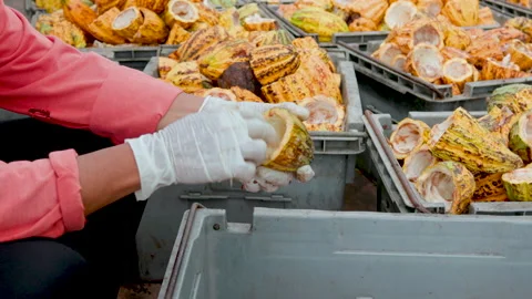 Fresh cacao pod cut exposing cocoa seeds. with a cocoa plant Stock Footage 163076050
