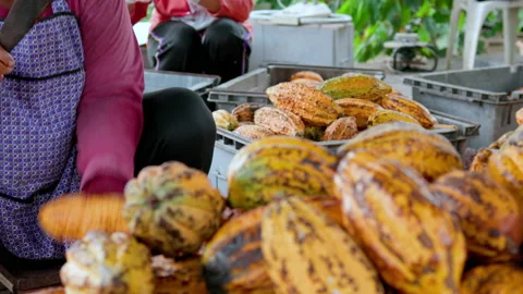Fresh cacao pod cut exposing cocoa seeds. with a cocoa plant Stock Footage 163076065