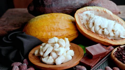 Fresh cacao pod cut exposing cocoa seeds. with a cocoa plant Stock Footage 163569535