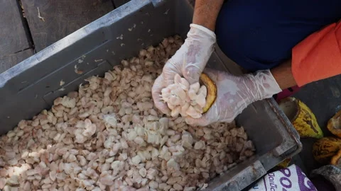 Fresh cacao pod cut exposing cocoa seeds to maintain Stock Footage 167996837