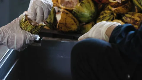 Fresh cacao pod cut exposing cocoa seeds. with a cocoa plant Stock Footage 240457648