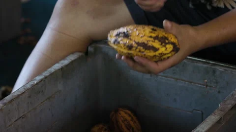 Fresh cacao pod cut exposing cocoa seeds. with a cocoa plant Stock Footage 240457747