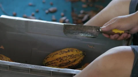 Fresh cacao pod cut exposing cocoa seeds. with a cocoa plant Stock Footage 242746166
