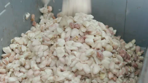 Fresh cacao pod cut exposing cocoa seeds. with a cocoa plant Stock Footage 262821609