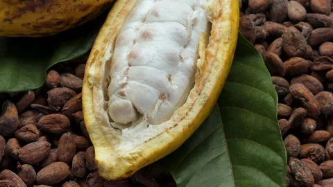Fresh cacao pod cut exposing cocoa seeds. with a cocoa plant Stock Footage 269487336