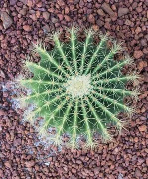 Fresh cactus Stock Photos