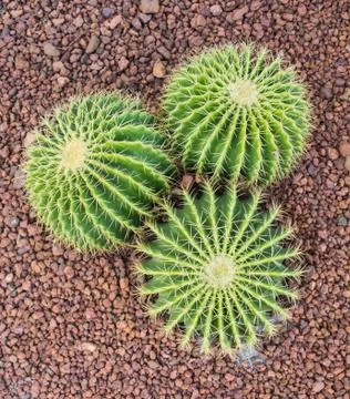 Fresh cactus Stock Photos