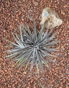 Fresh cactus Stock Photos