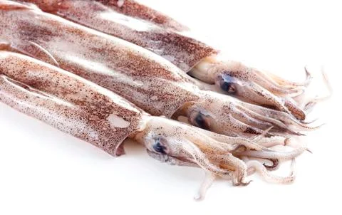 Fresh calamari on a white background Stock Photos