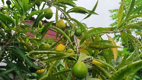Fresh canistel or eggfruit growing on a tree branch. Vidéo 345293344