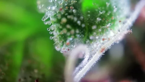 Fresh cannabis bud under microscope Vídeos de archivo 248740282
