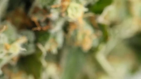 Fresh Cannabis Flowers- FOCUS PULL with a light out-21 SEC Stock Footage 99816213