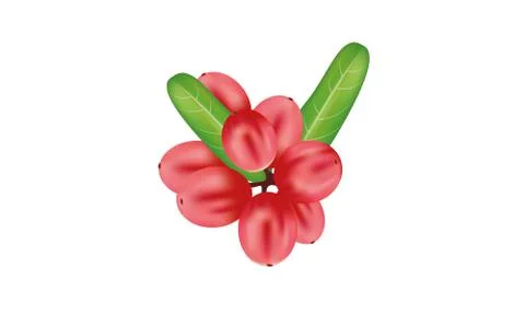 Fresh caranda fruit is sour vector and illustration Stock Illustration