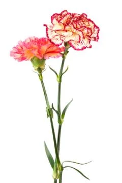 Fresh carnation Stock Photos