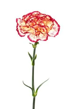 Fresh carnation Foto stock