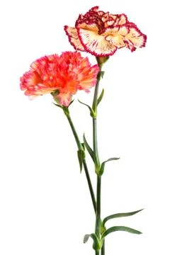 Fresh carnation Stock Photos