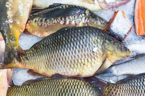 Fresh carp 1 Stock Photos