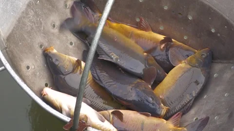 Fresh Carp During Traditional Fish Pond Harvest Stock-Footage 344256023