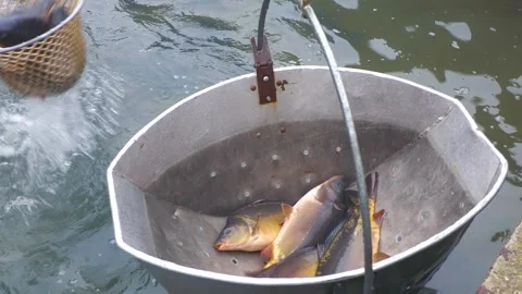 Fresh Carp During Traditional Fish Pond Harvest Stock-Footage 344261908