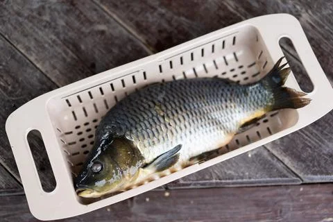 Fresh carp fish in a container Stock Photos
