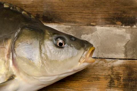 Fresh carp fish Foto stock