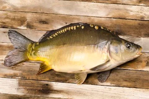 Fresh carp fish Foto stock