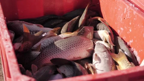 Fresh Carp In Red Crate With Ice. Fresh fish. Video stock 322121906